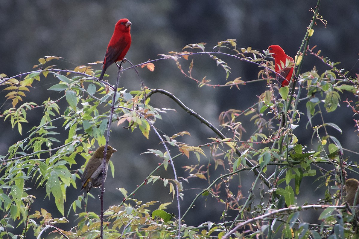 hýl šarlatový - ML646386729