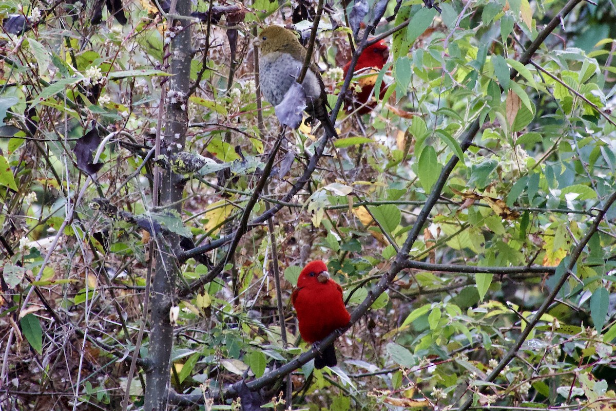 hýl šarlatový - ML646386730