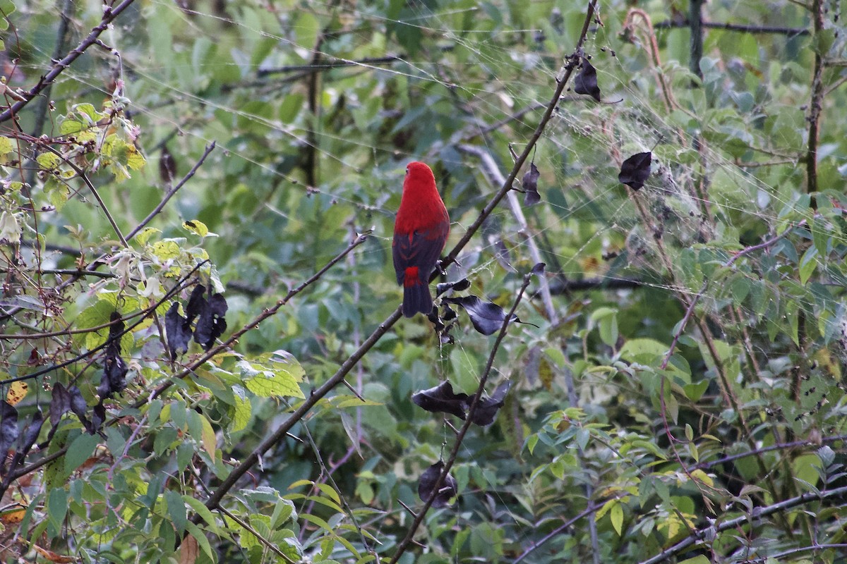 hýl šarlatový - ML646386731