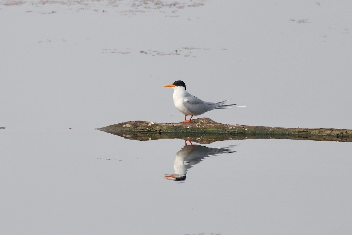 Индийская крачка - ML646386733