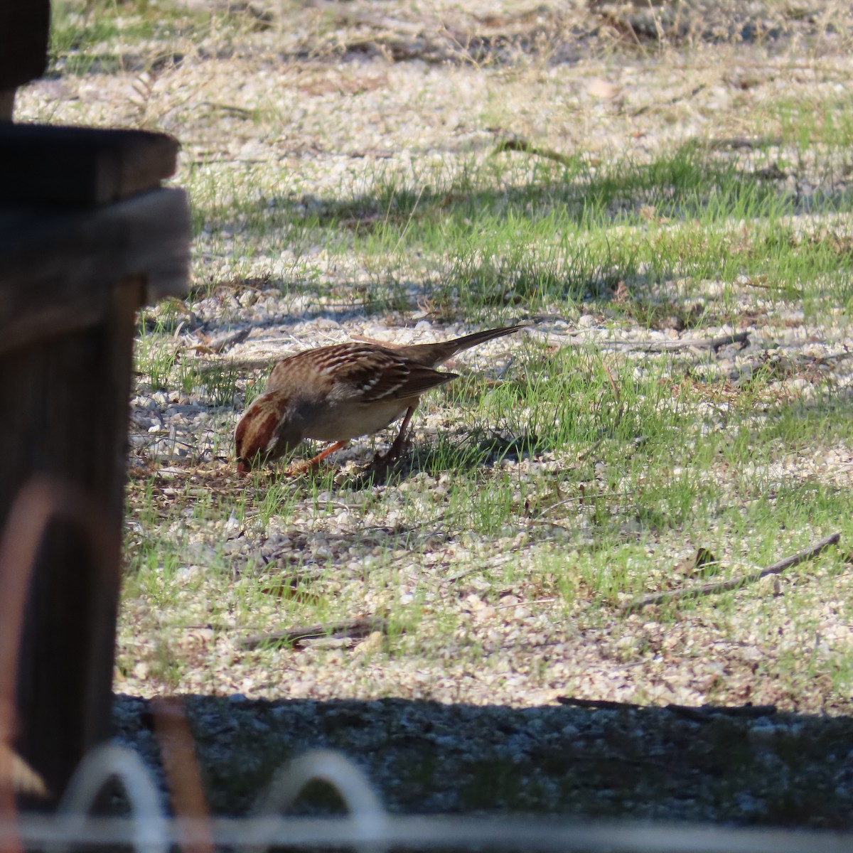 Chingolo Coroniblanco (gambelii) - ML646386734