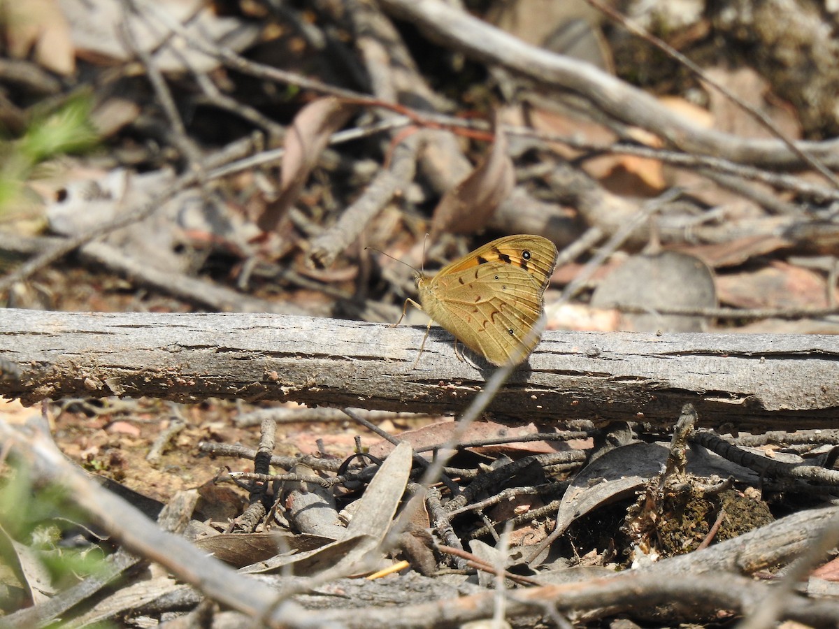 Common Brown - ML646386735