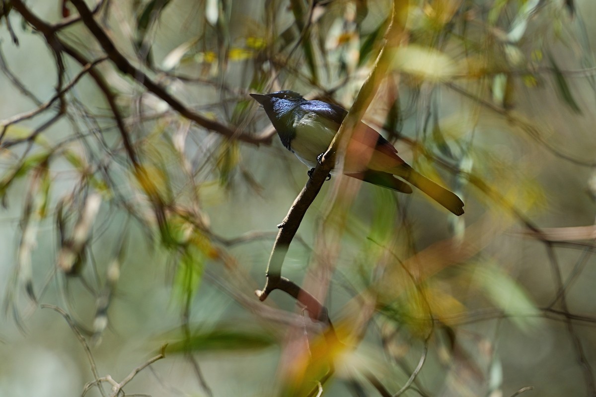 Satin Flycatcher - ML646386736