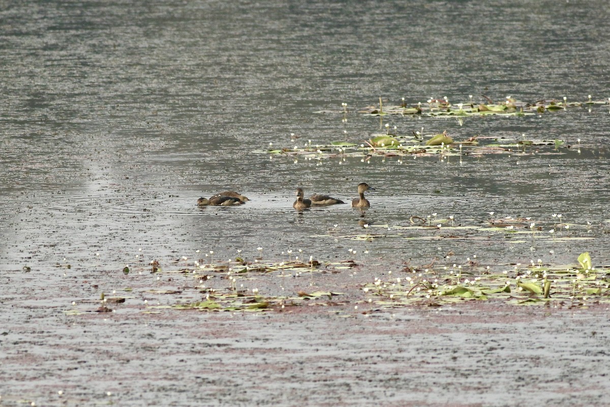 Малая древесная утка - ML646386737