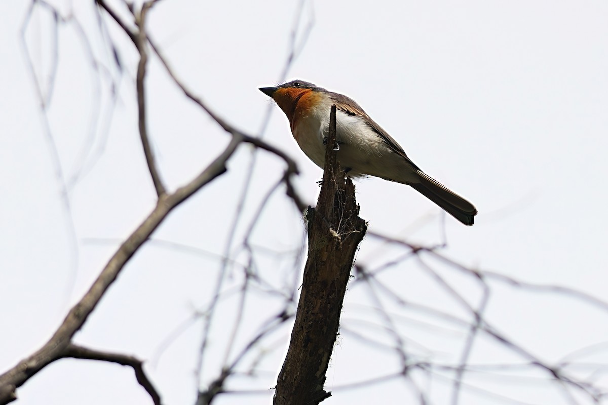 Satin Flycatcher - ML646386738