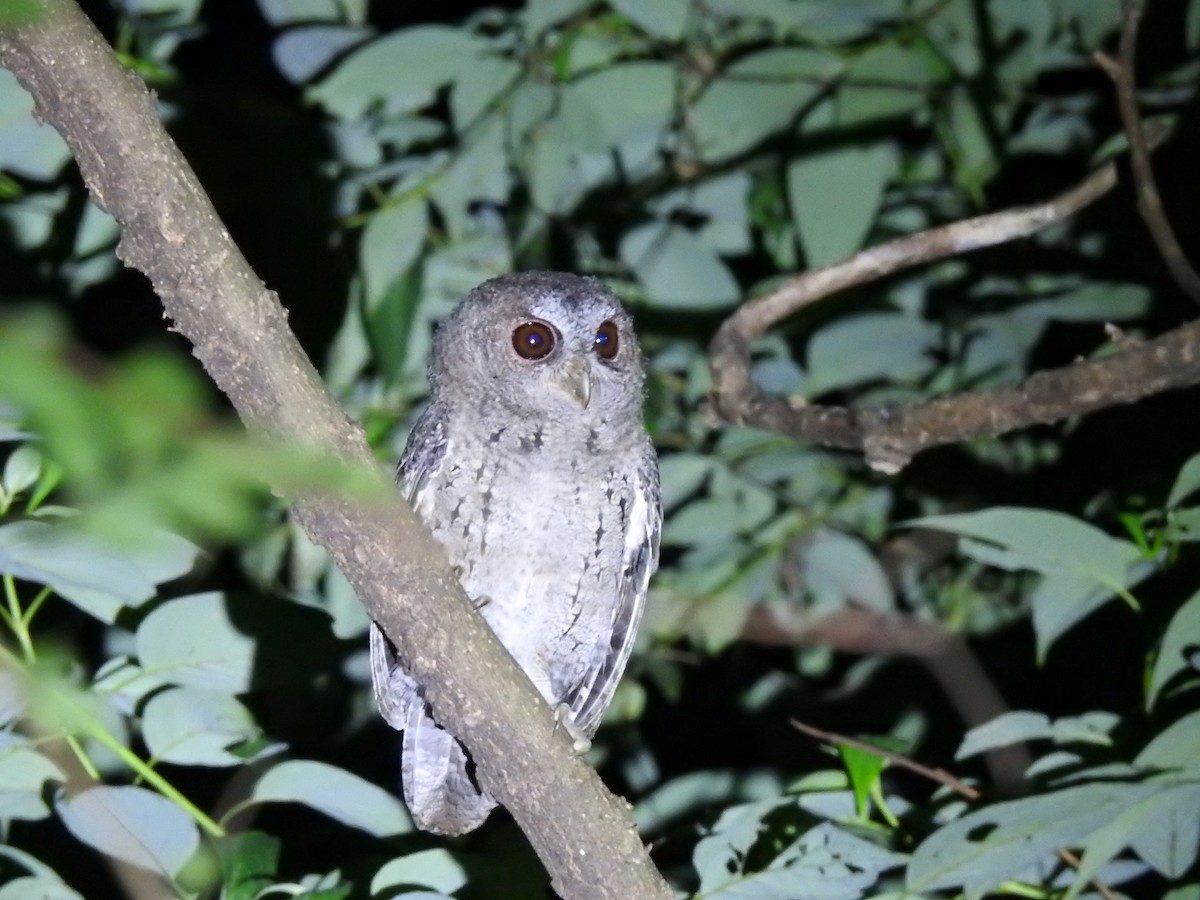 Collared Scops-Owl - ML646386739