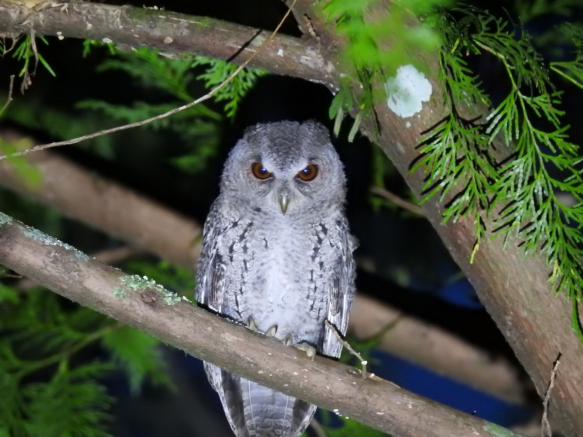 Collared Scops-Owl - ML646386740