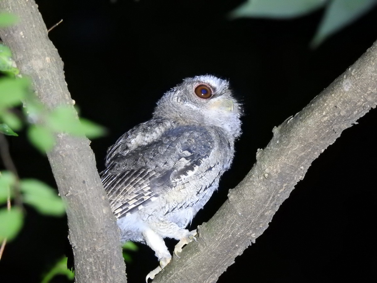 Collared Scops-Owl - ML646386741