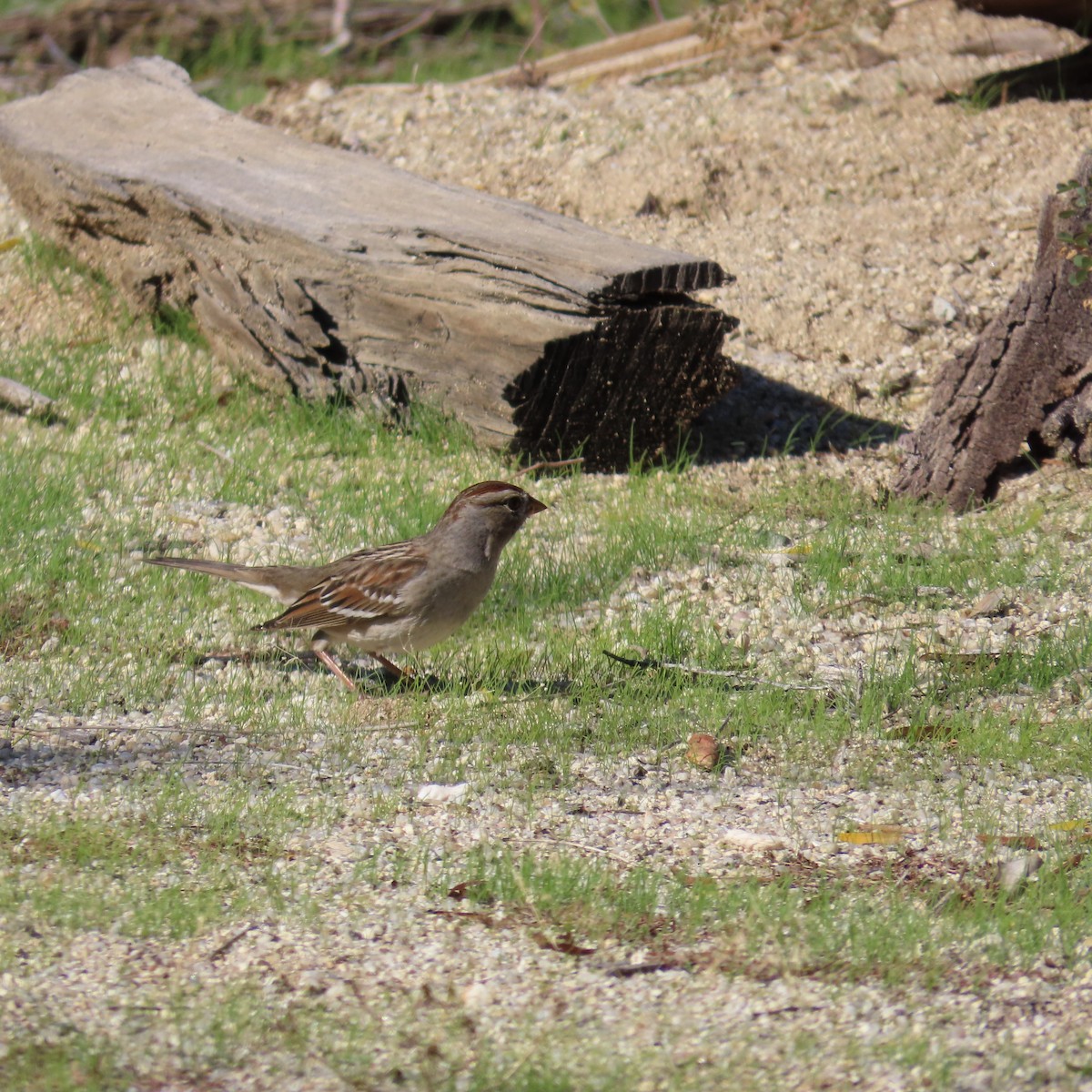 Chingolo Coroniblanco (gambelii) - ML646386742