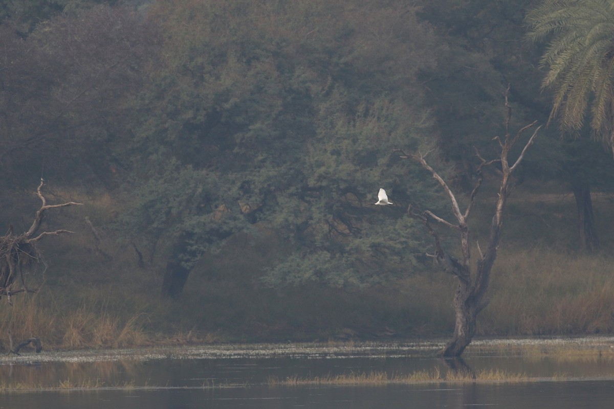 Черноголовый ибис - ML646386744