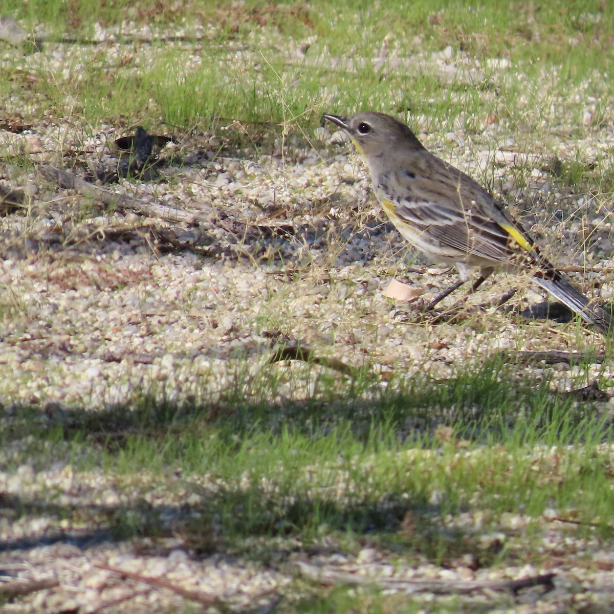Reinita Coronada (de Audubon) - ML646386745