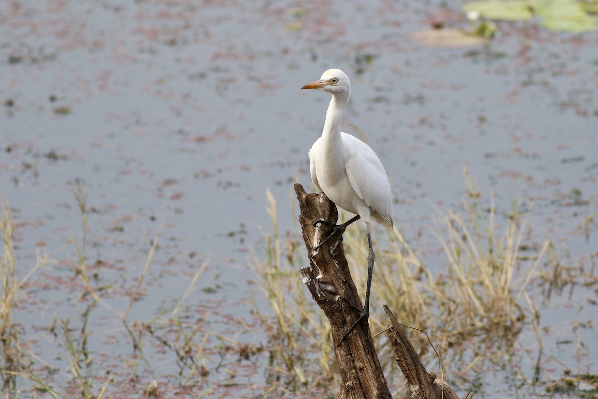 Восточная египетская цапля - ML646386746