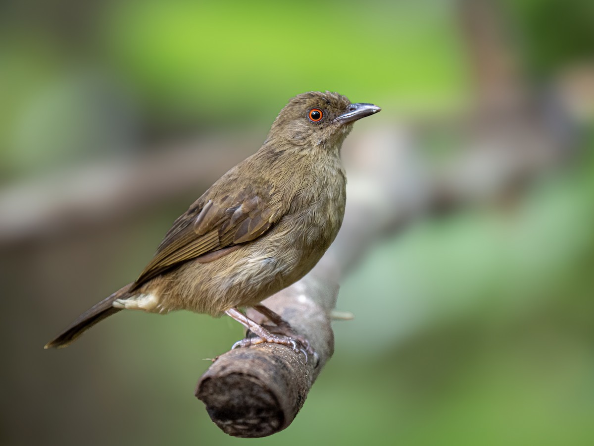 rødøyebylbyl - ML646386748