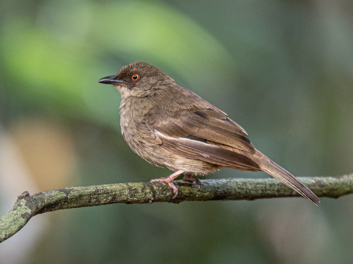 rødøyebylbyl - ML646386749