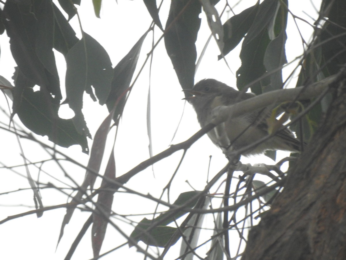 Рыжехвостая кукушка - ML646386752