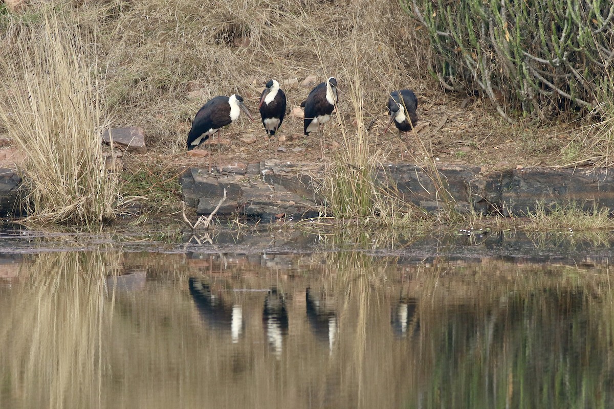 Asian Woolly-necked Stork - ML646386753