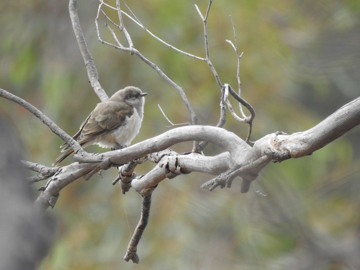 Рыжехвостая кукушка - ML646386755