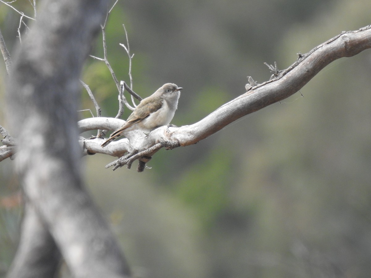 Рыжехвостая кукушка - ML646386756