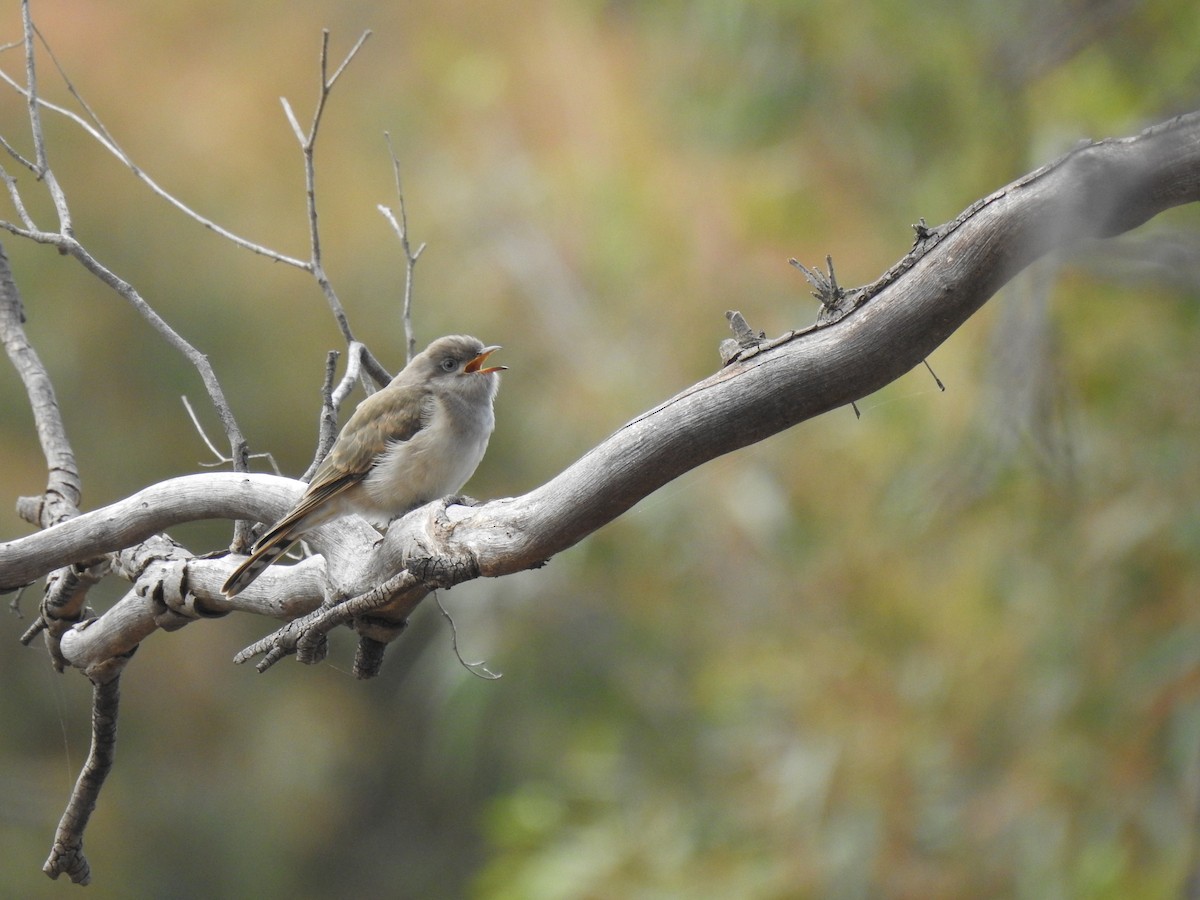 Рыжехвостая кукушка - ML646386757