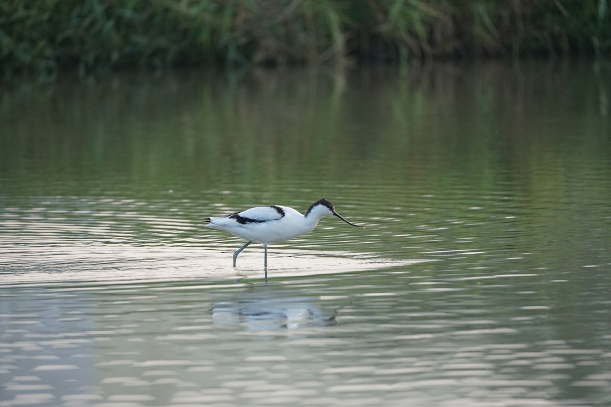Pied Avocet - ML646386776