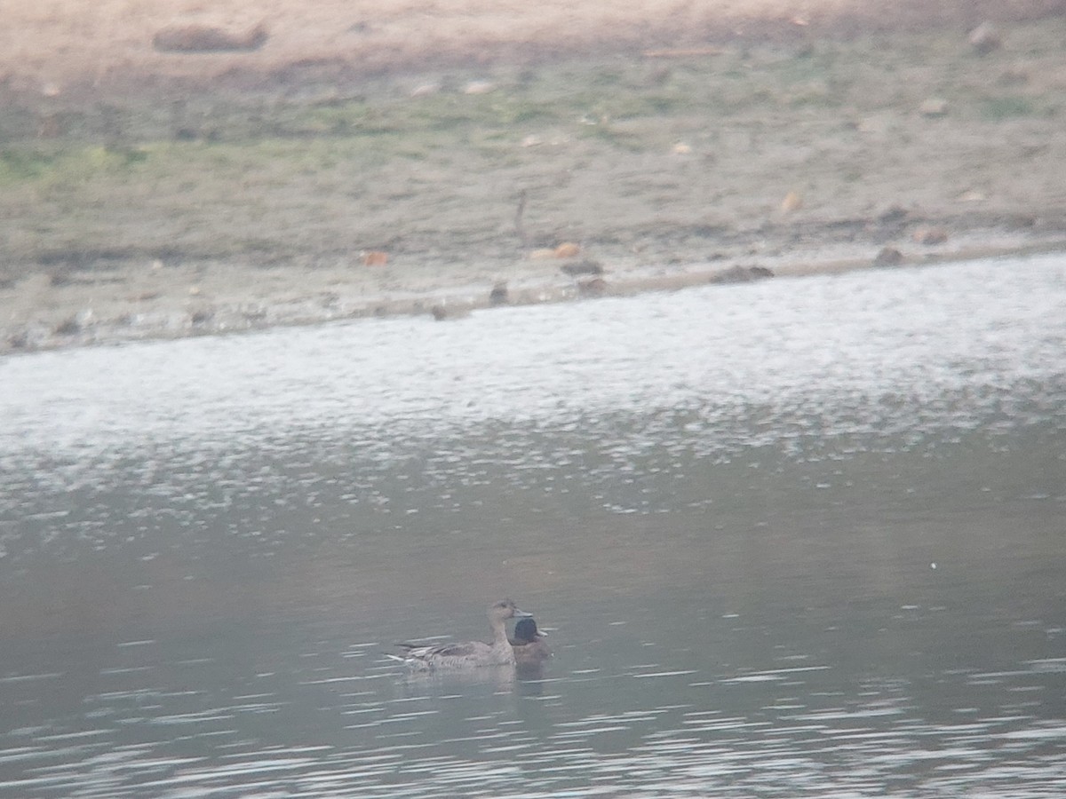 Northern Pintail - ML646386778