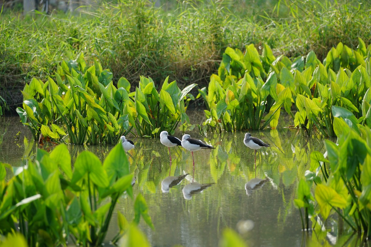 Black-winged Stilt - ML646386780