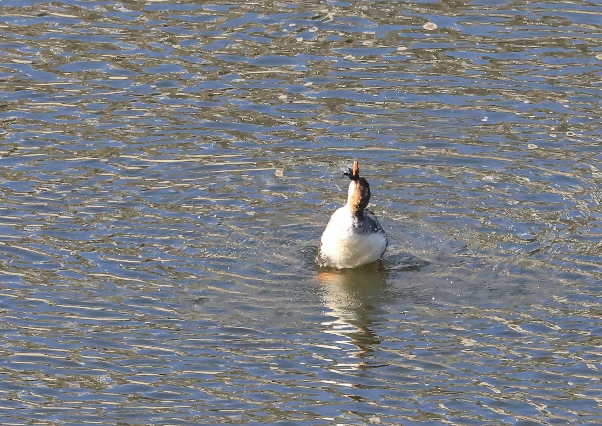 Red-breasted Merganser - ML646386782