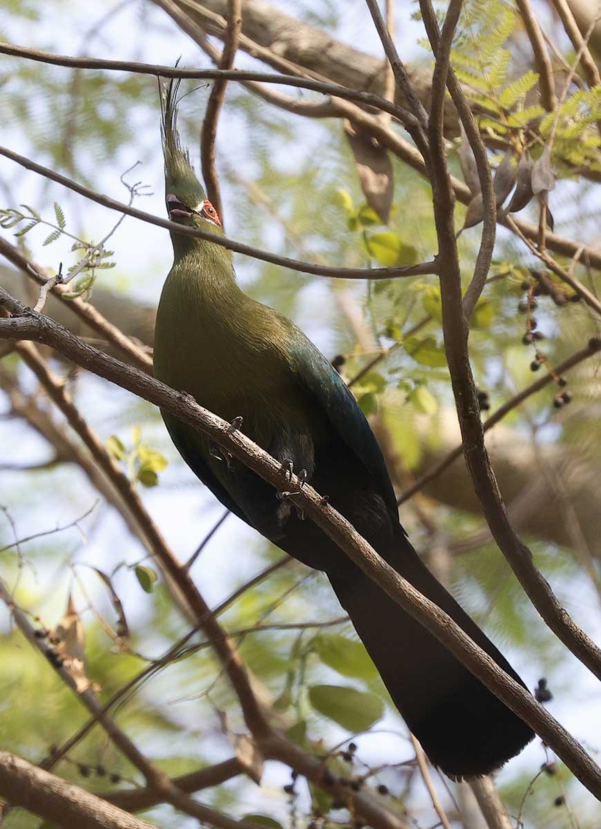 Touraco de Schalow - ML646386785