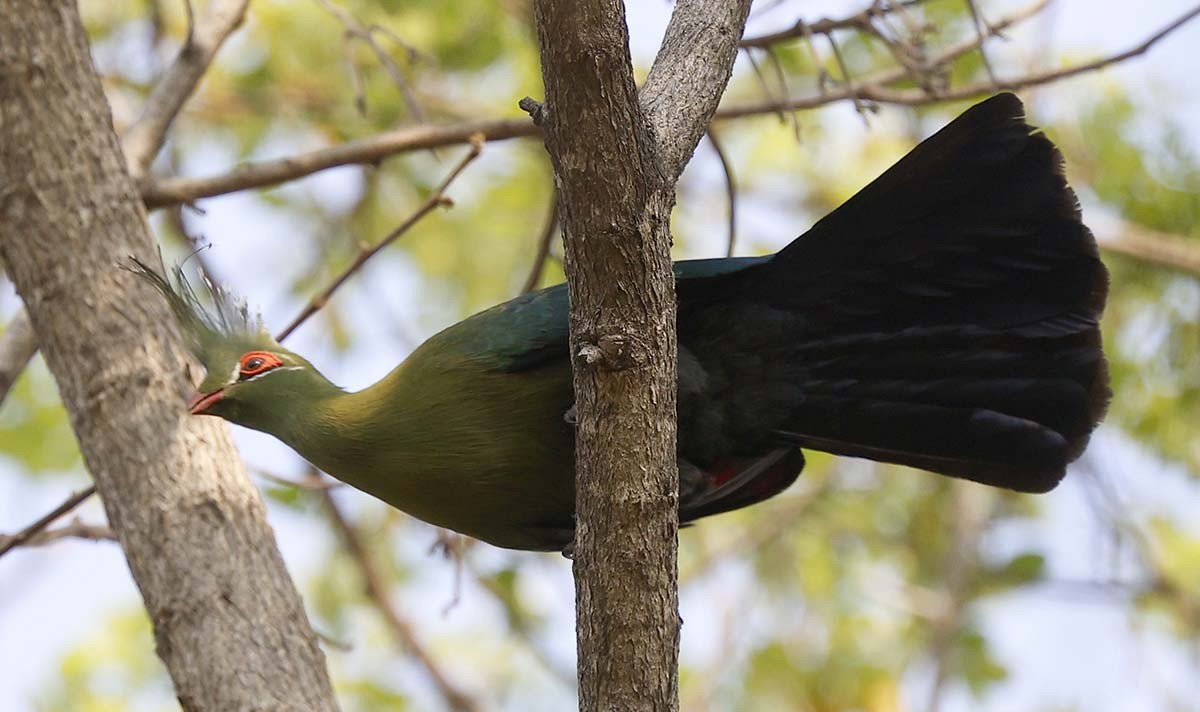 Touraco de Schalow - ML646386786