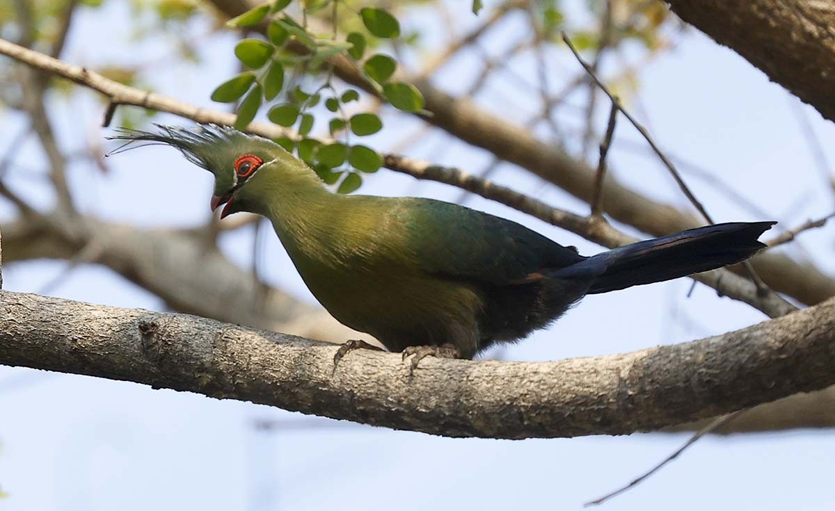 Touraco de Schalow - ML646386787