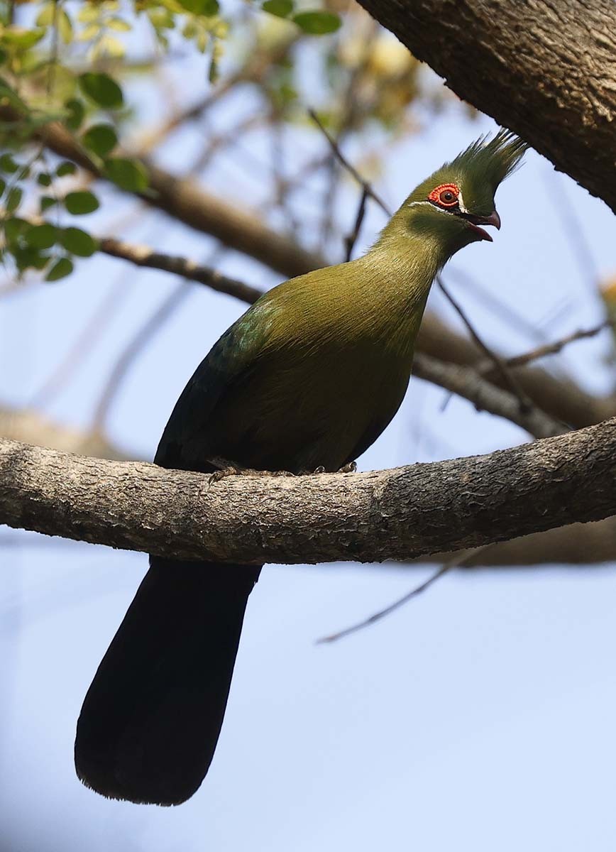 Touraco de Schalow - ML646386788