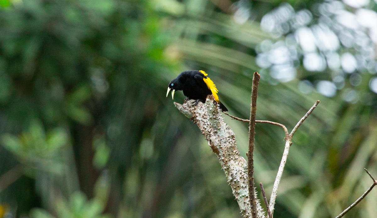 Yellow-rumped Cacique - ML646386797