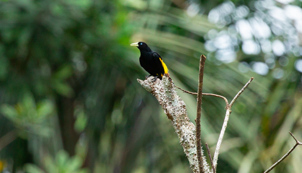 Yellow-rumped Cacique - ML646386798