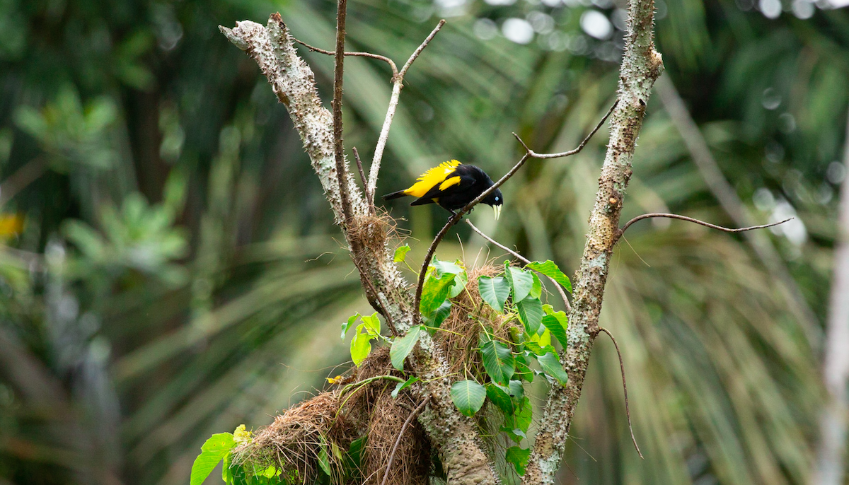 Yellow-rumped Cacique - ML646386800