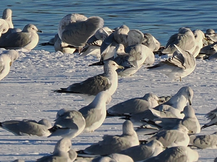 カモメ属 - ML646386805