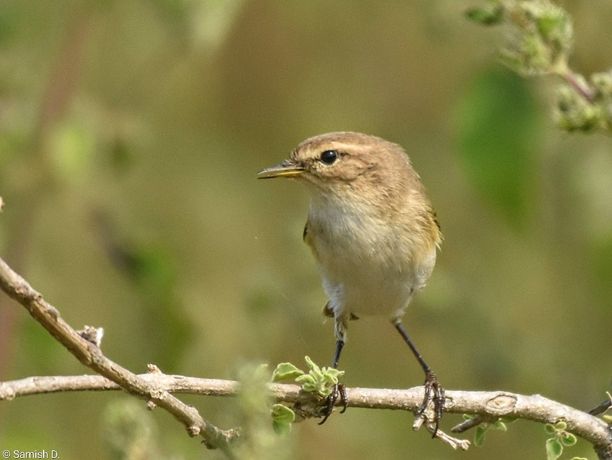 budníček menší - ML646386808