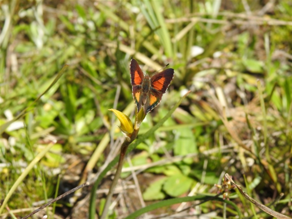 Bright Copper - ML646386809