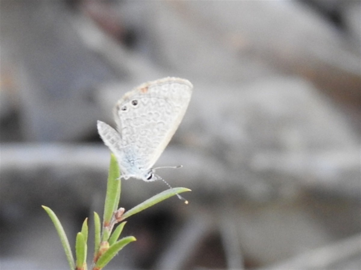 Double-spotted Line Blue - ML646386811