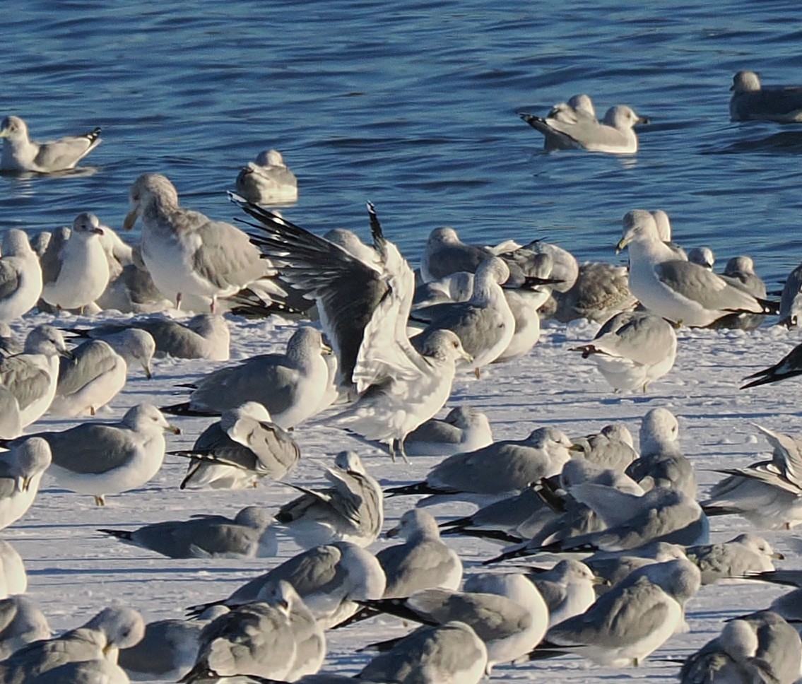 カモメ属 - ML646386812