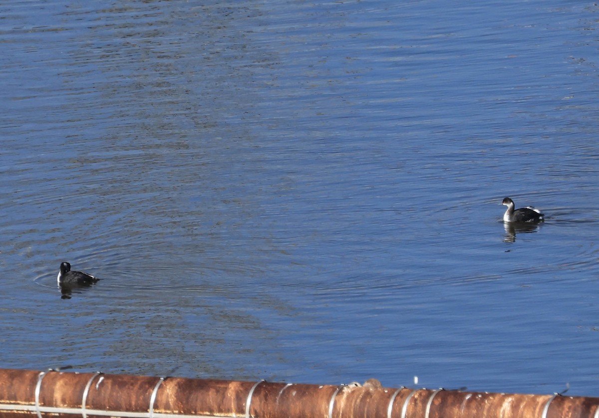 Eared Grebe - ML646386813