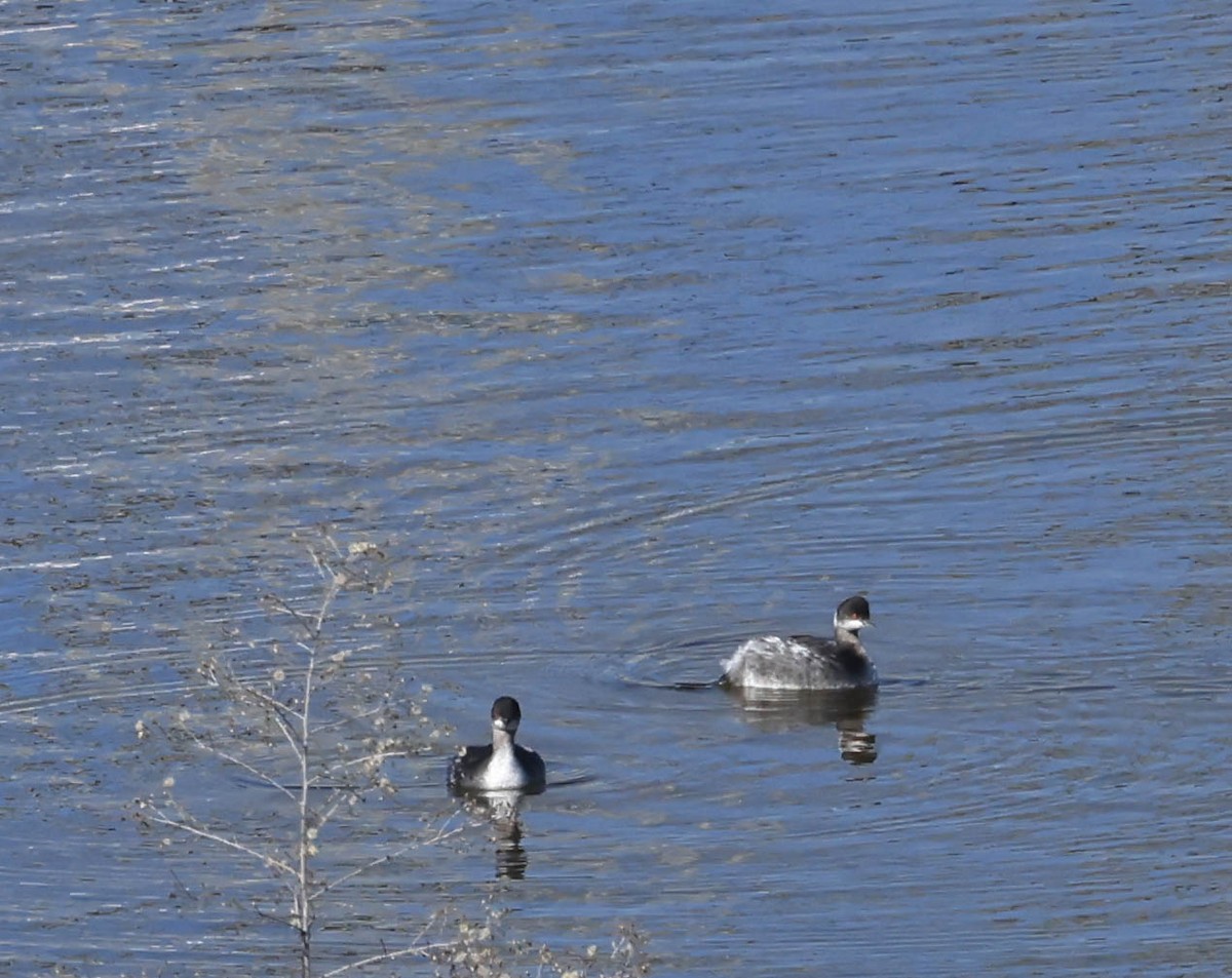 Eared Grebe - ML646386814