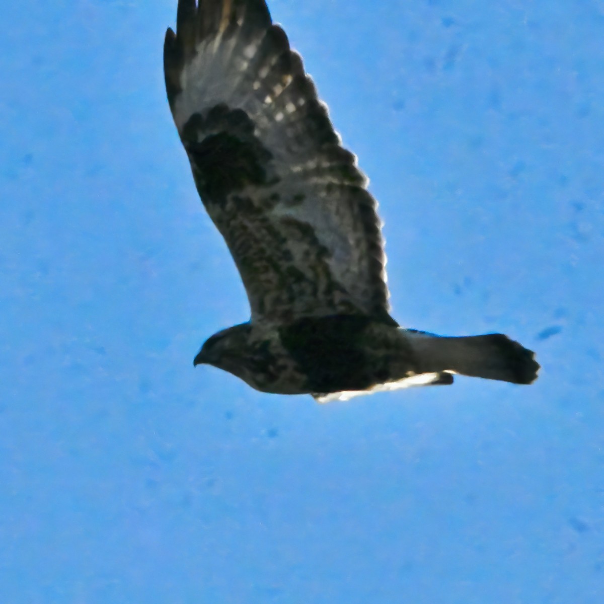 Buse pattue - ML646386815