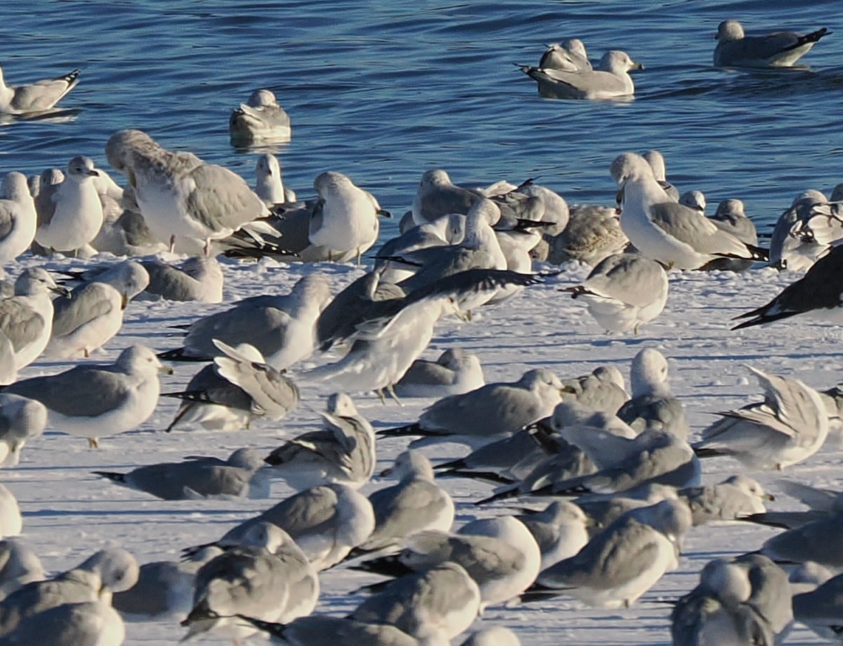 カモメ属 - ML646386816