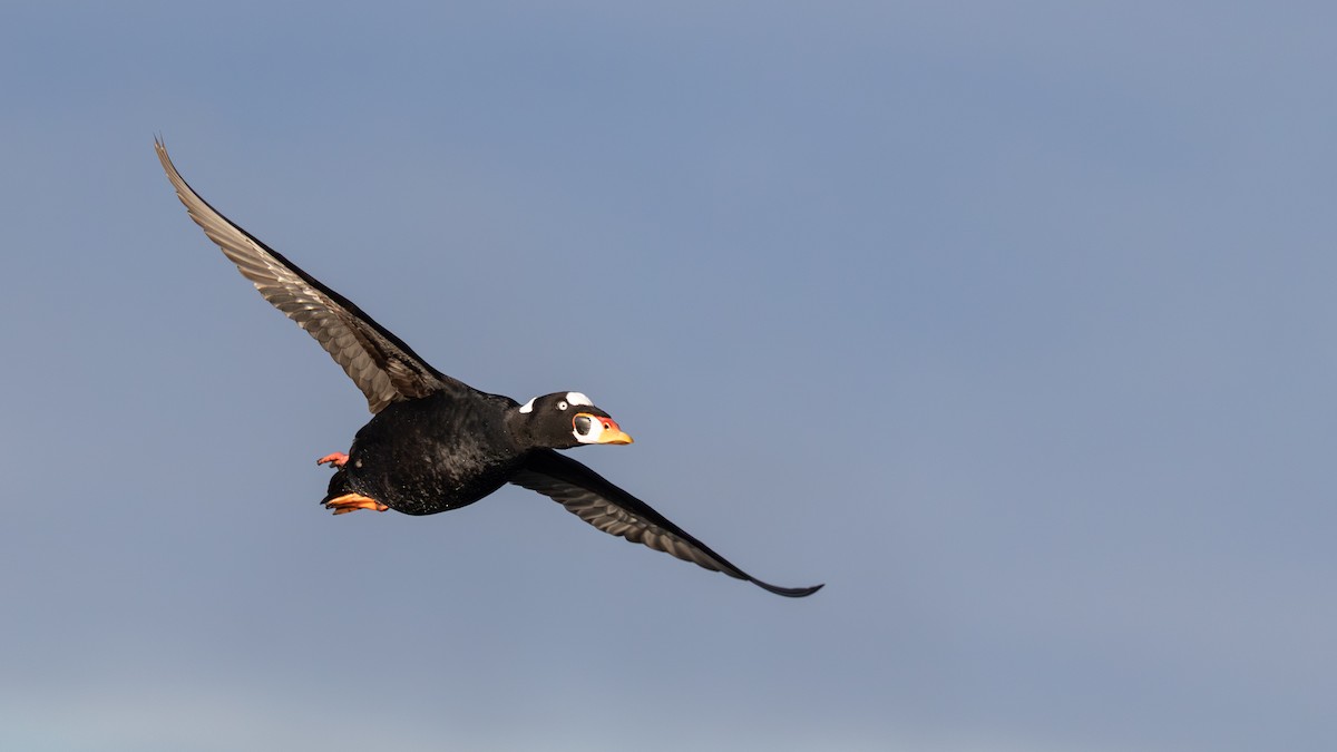 Surf Scoter - ML646386817