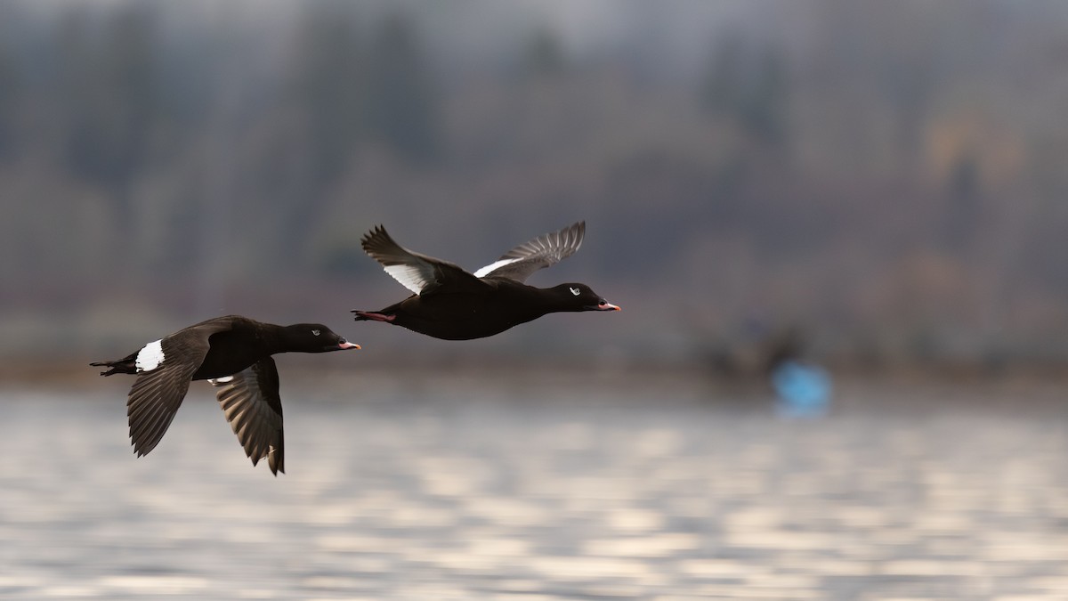 White-winged Scoter - ML646386818
