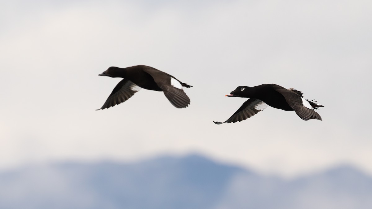 White-winged Scoter - ML646386819