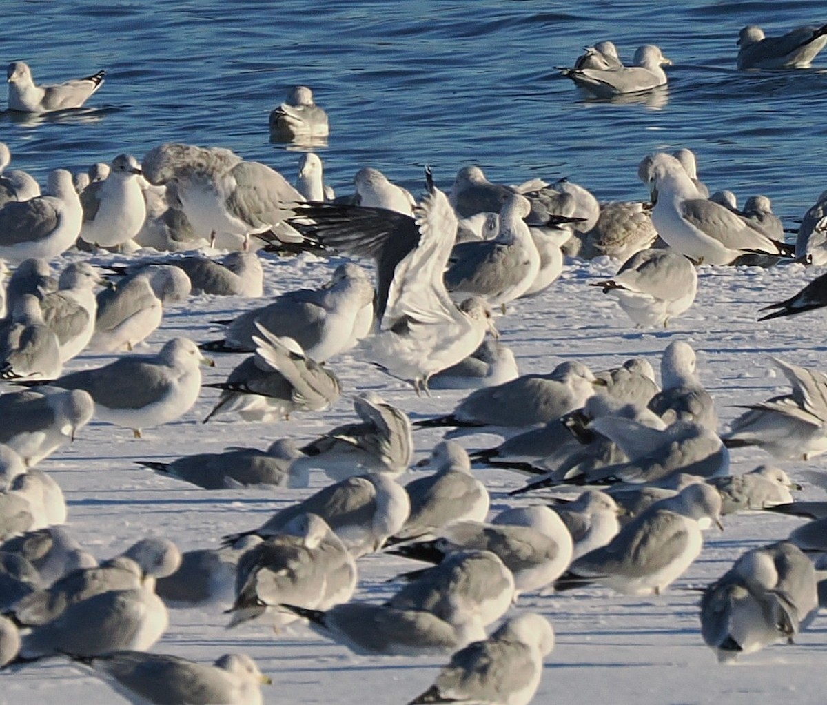 カモメ属 - ML646386821