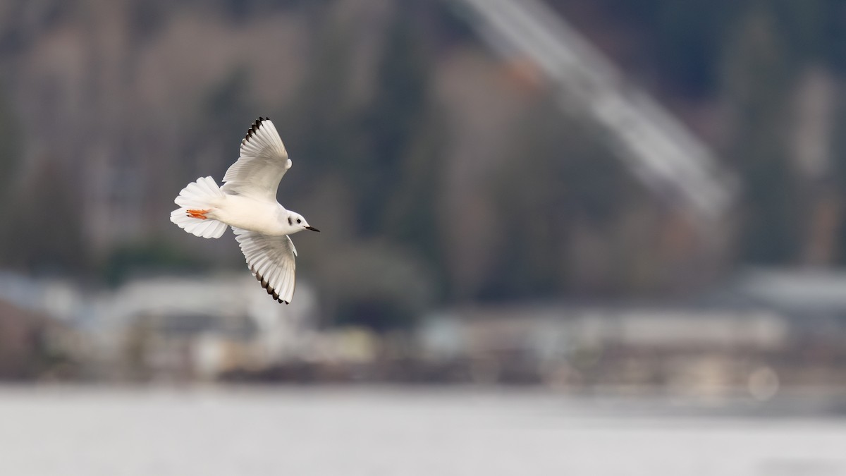 Gabbiano di Bonaparte - ML646386826