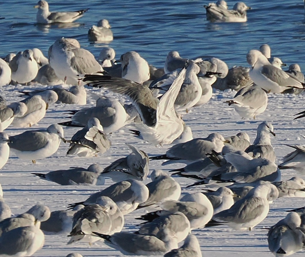 カモメ属 - ML646386828