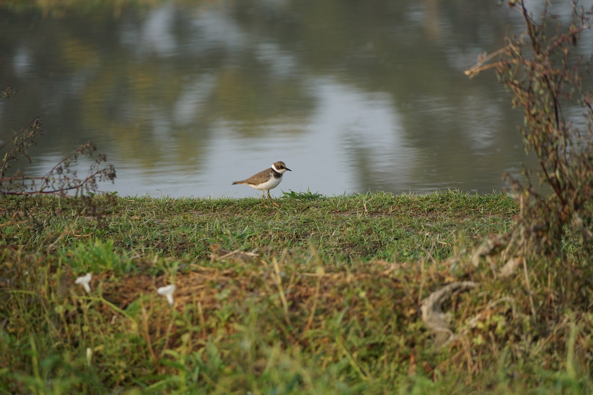 Little Ringed Plover - ML646386829